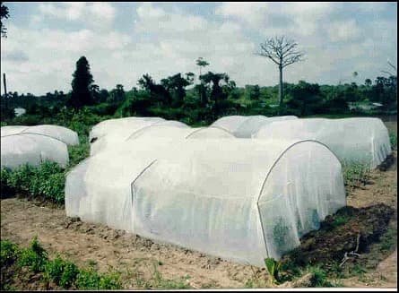 Essai variétal d‘igname (sélection agronomique)