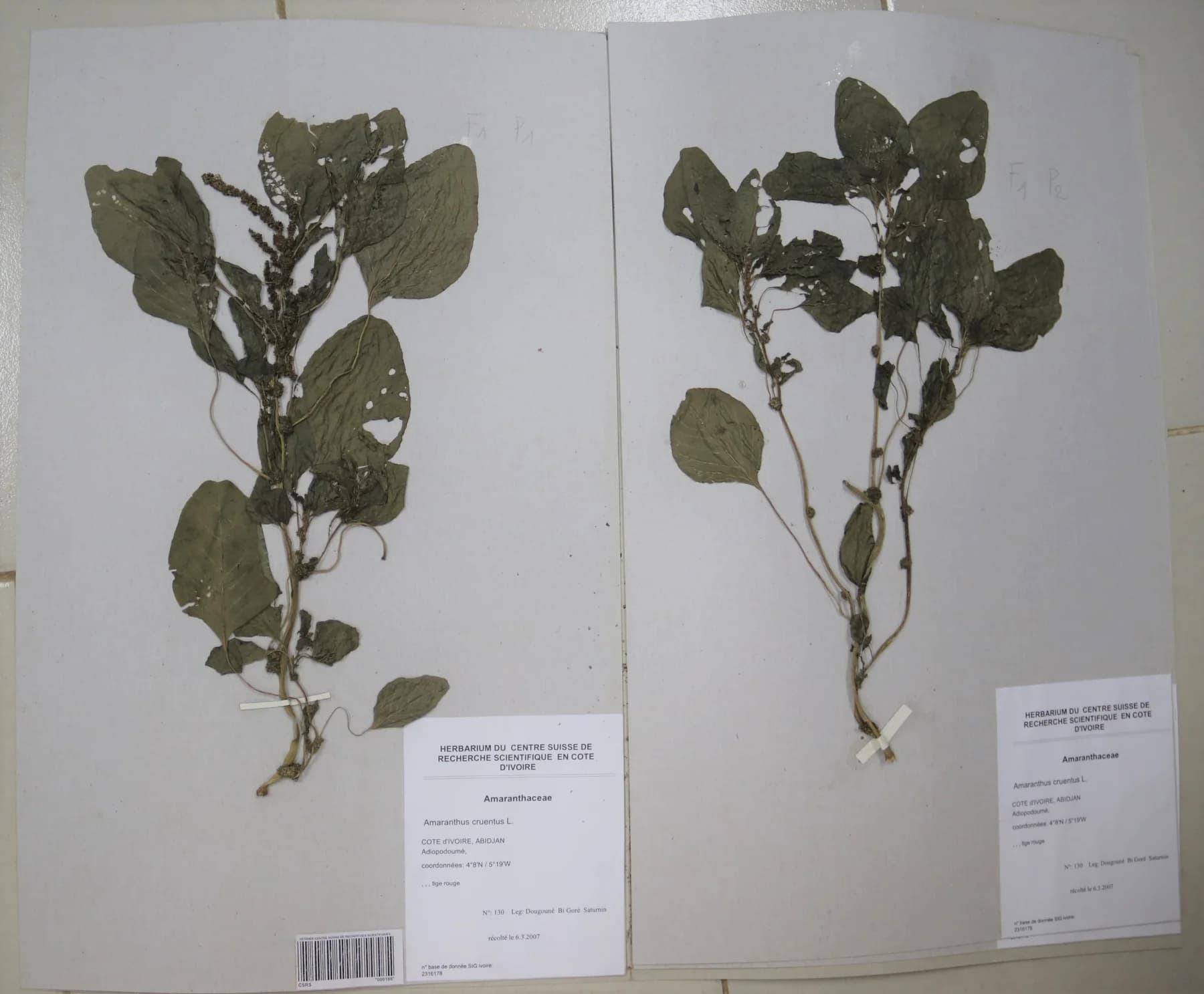 Spécimens d’Amaranthus cruentus conservés dans l’herbier du CSRS